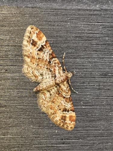 Gymnoscelis rufifasciata